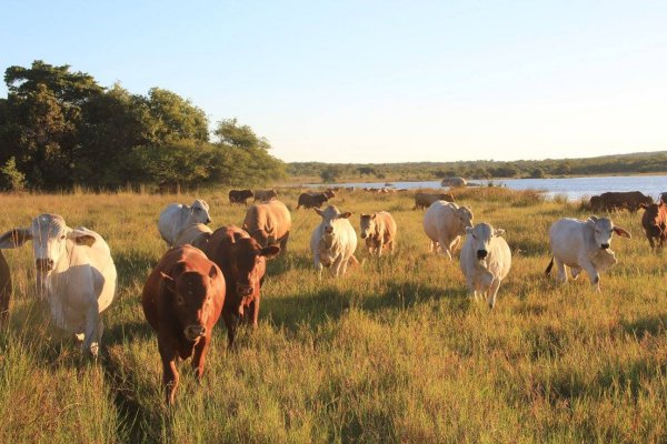 Cattle grazing beside a lake