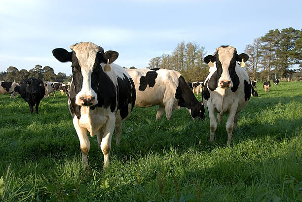 Dairy cattle in a pasture